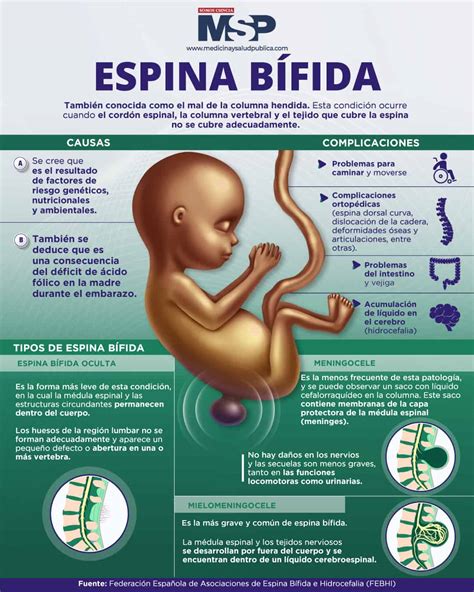 fisiopatologia de la espina bifida pdf